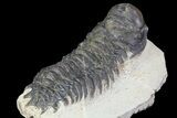 Bargain, Crotalocephalina Trilobite Fossil #67878-3